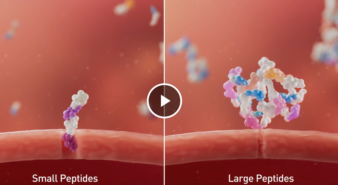 Le mécanisme d’action des petits et des grands peptides